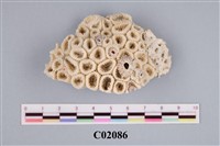 藏品(珊瑚化石)的圖片